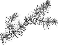 PLF152B.TIF