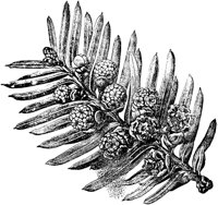 PLF151F.TIF