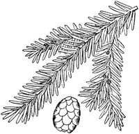 PLF151D.TIF
