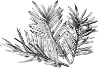 PLF151A.TIF