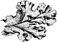 PLF150F.TIF