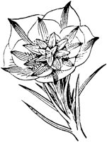 PLF150D.TIF
