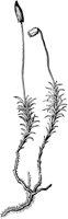 PLF150C.TIF