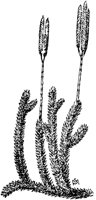 PLF149C.TIF