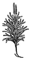PLF149A.TIF