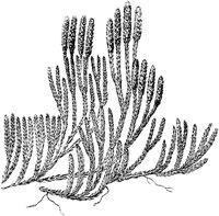 PLF148A.TIF
