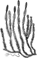 PLF147D.TIF