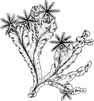 PLF147C.TIF
