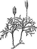 PLF147B.TIF