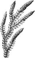 PLF147A.TIF