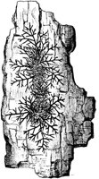 PLF146C.TIF