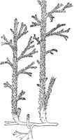 PLF146B.TIF