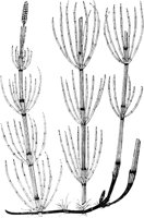 PLF146A.TIF