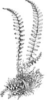 PLF145E.TIF