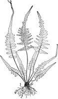 PLF145D.TIF