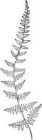 PLF145C.TIF