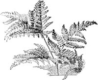 PLF145B.TIF