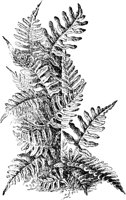 PLF144F.TIF