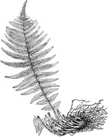 PLF144E.TIF