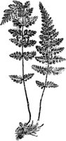 PLF144D.TIF
