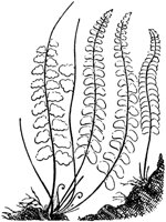 PLF144C.TIF