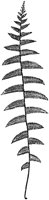 PLF144B.TIF