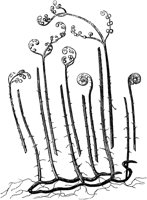 PLF144A.TIF