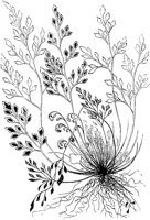 PLF143D.TIF