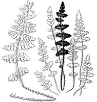 PLF143B.TIF
