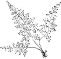 PLF143A.TIF