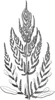 PLF142D.TIF