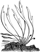 PLF142C.TIF