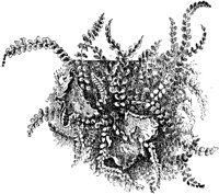 PLF142B.TIF