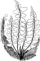 PLF142A.TIF