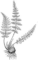 PLF141D.TIF