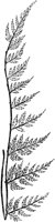 PLF141C.TIF