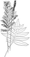 PLF141B.TIF