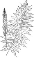 PLF141A.TIF
