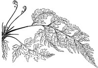 PLF140F.TIF