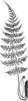 PLF140E.TIF