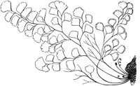 PLF140D.TIF