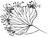 PLF140C.TIF