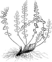 PLF139F.TIF
