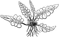 PLF139E.TIF