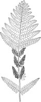 PLF139C.TIF