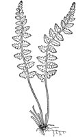 PLF139B.TIF