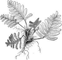 PLF138F.TIF