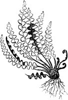 PLF138C.TIF