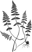 PLF138B.TIF