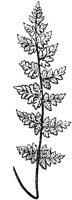 PLF137D.TIF